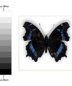Butterfly Tiles Stickers - Color Spectrum